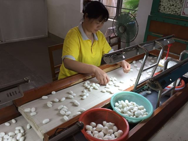 Boiling and reeling the silk from the cocoons